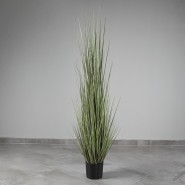  Размер растения: 150 см