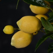 Ветка лимонов Fl-56